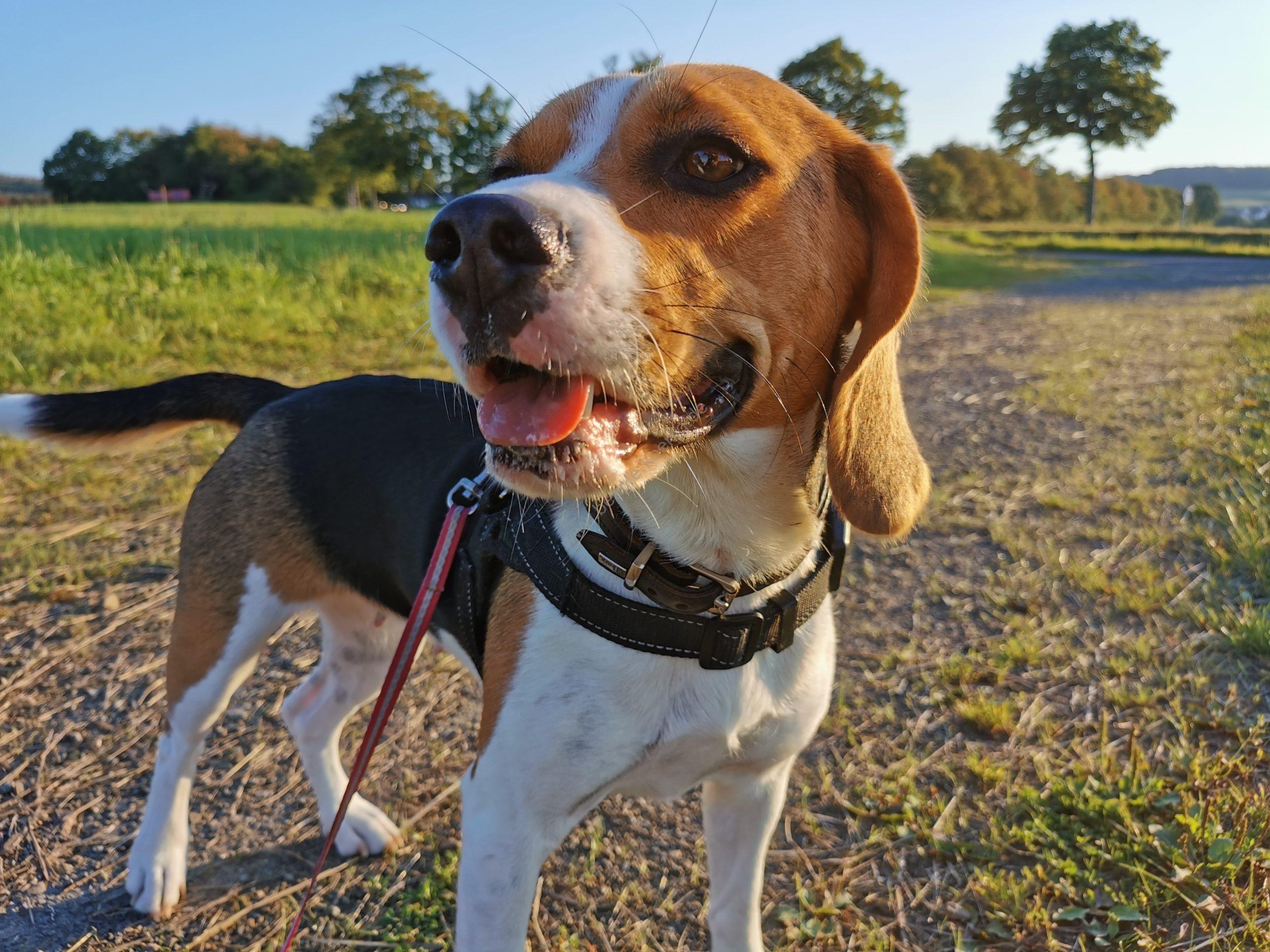 Beagle Welpen bei Beagle Welpen König