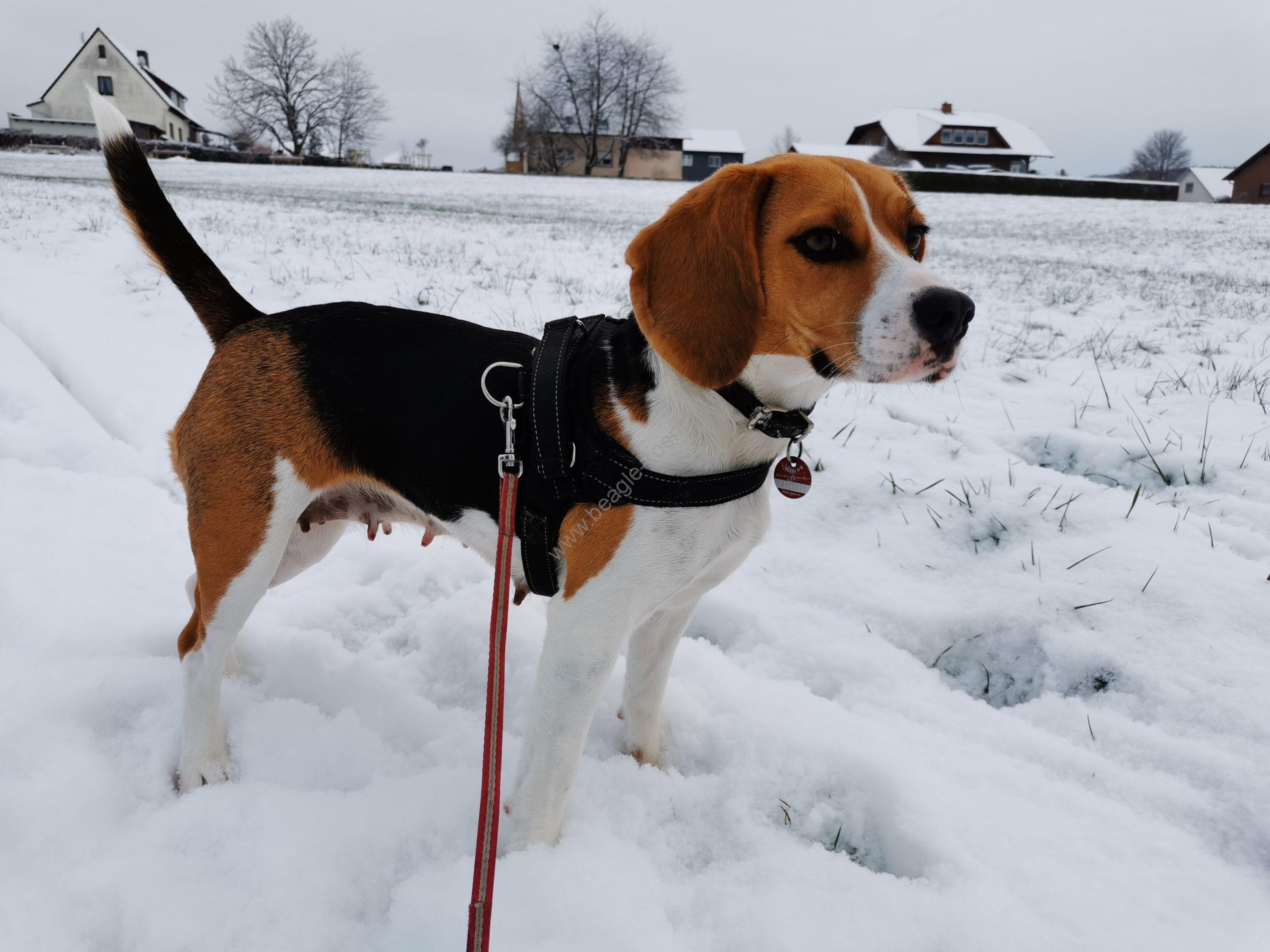 Reinrassige Beagle Welpen Kaufen Tricolor RLP NRW