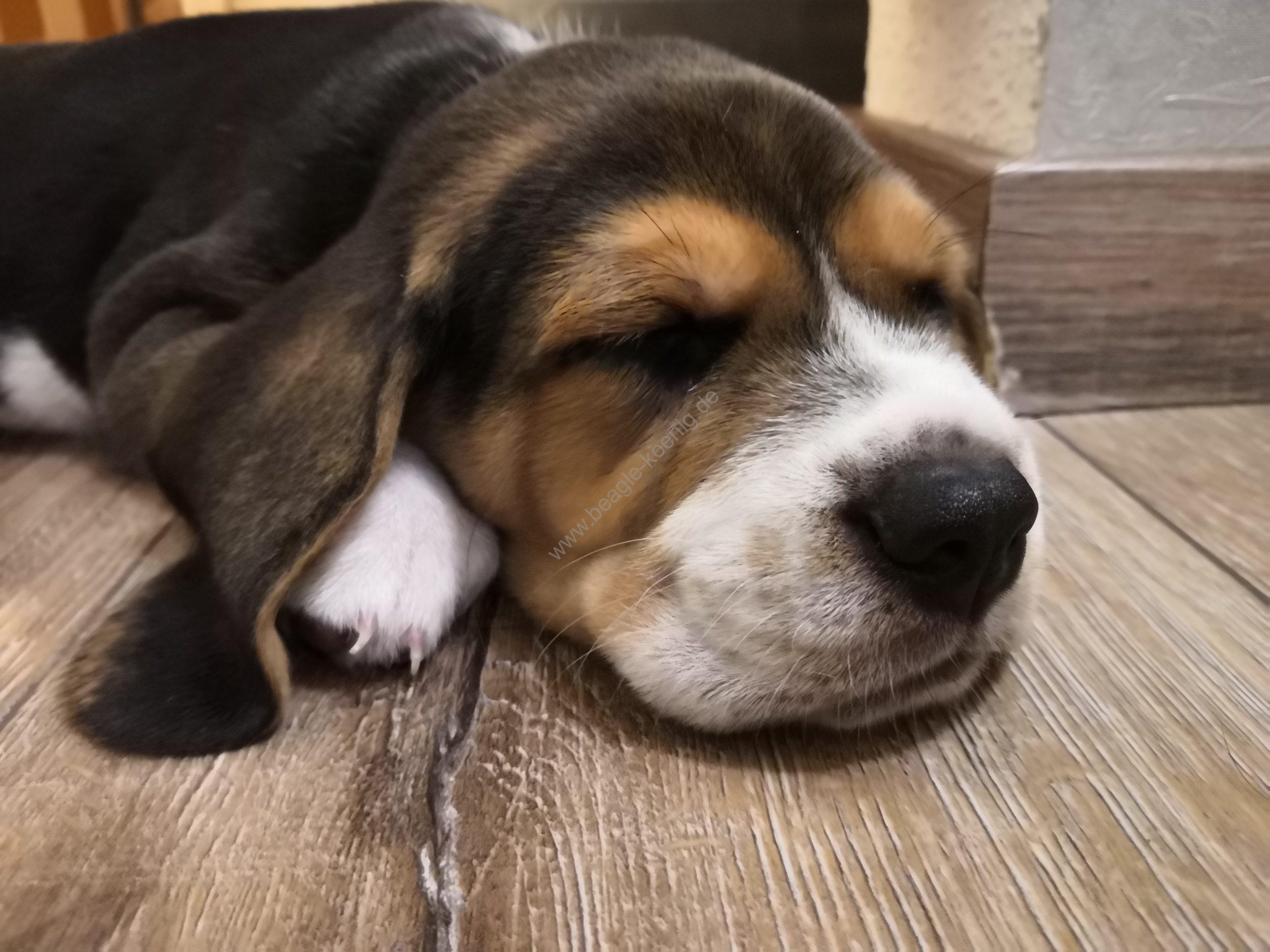 Kann Beagle Welpe ruhig sein ? Beagle Welpen König