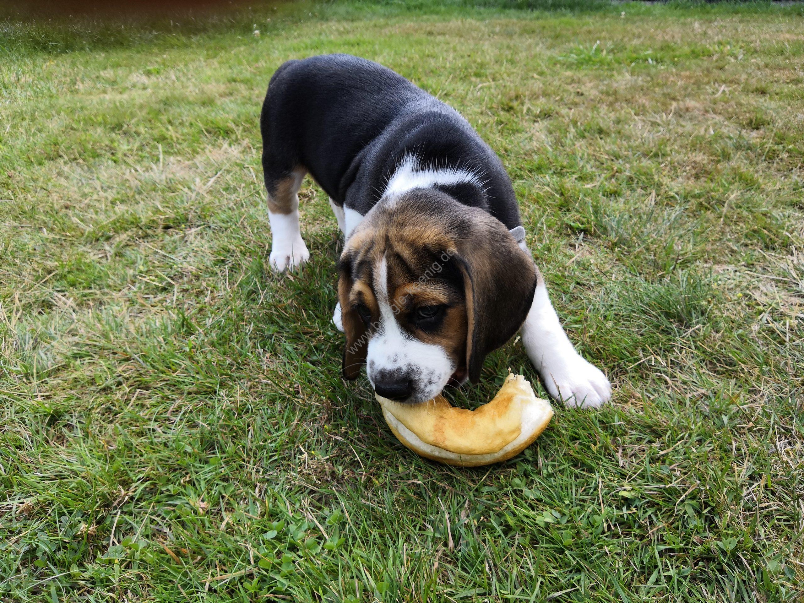 Beagle Erziehung Beagle Welpen König