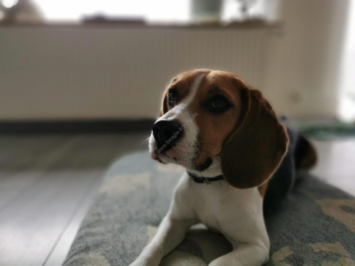 Beagle Welpen bei Beagle Welpen König